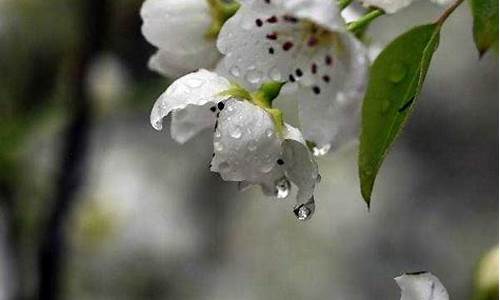 梨花带雨的唯美句子_梨花带雨的唯美句子简短