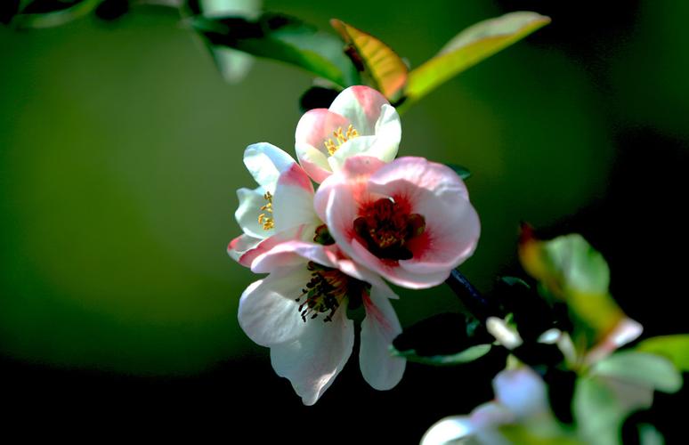 沉鱼落雁闭月羞花闭月指的是谁_沉鱼落雁闭月羞花指的是谁