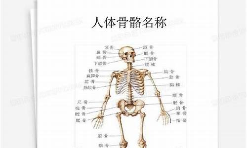 骨骼的拼音_臀的拼音