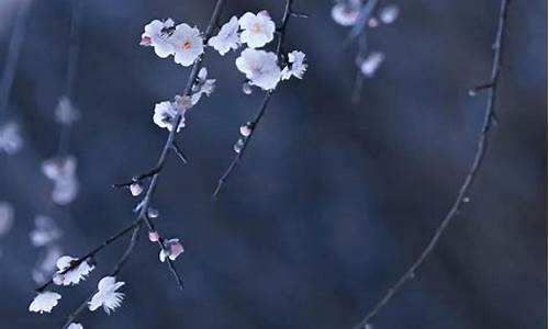 自在飞花轻似梦的意思_自在飞花轻似梦的意思,无边丝雨细如愁是什么